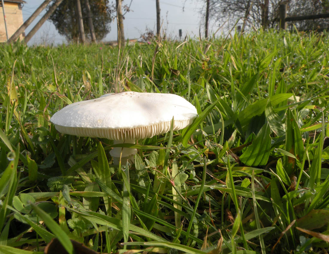 Agaricus?